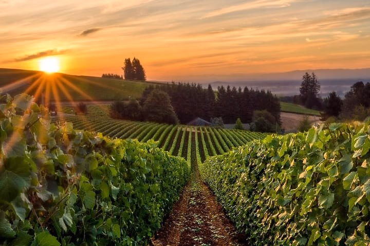 From Portland Private Willamette Valley Wine Tour