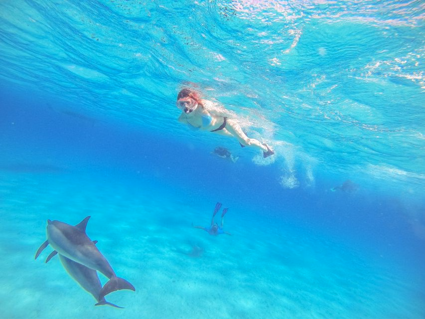 Dolphin Show & Swimming in Sharm EL Sheikh