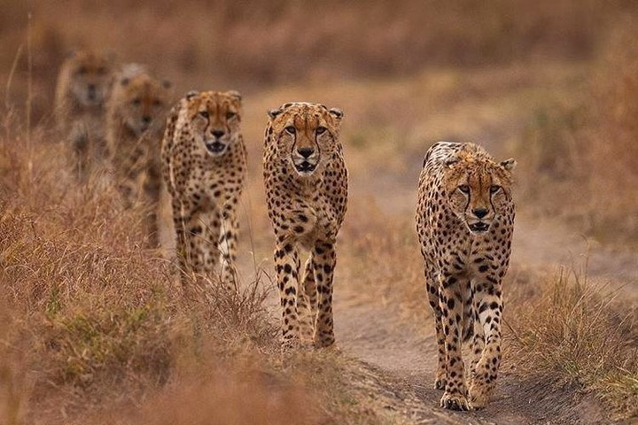 7 Days Best of Kenya Safari